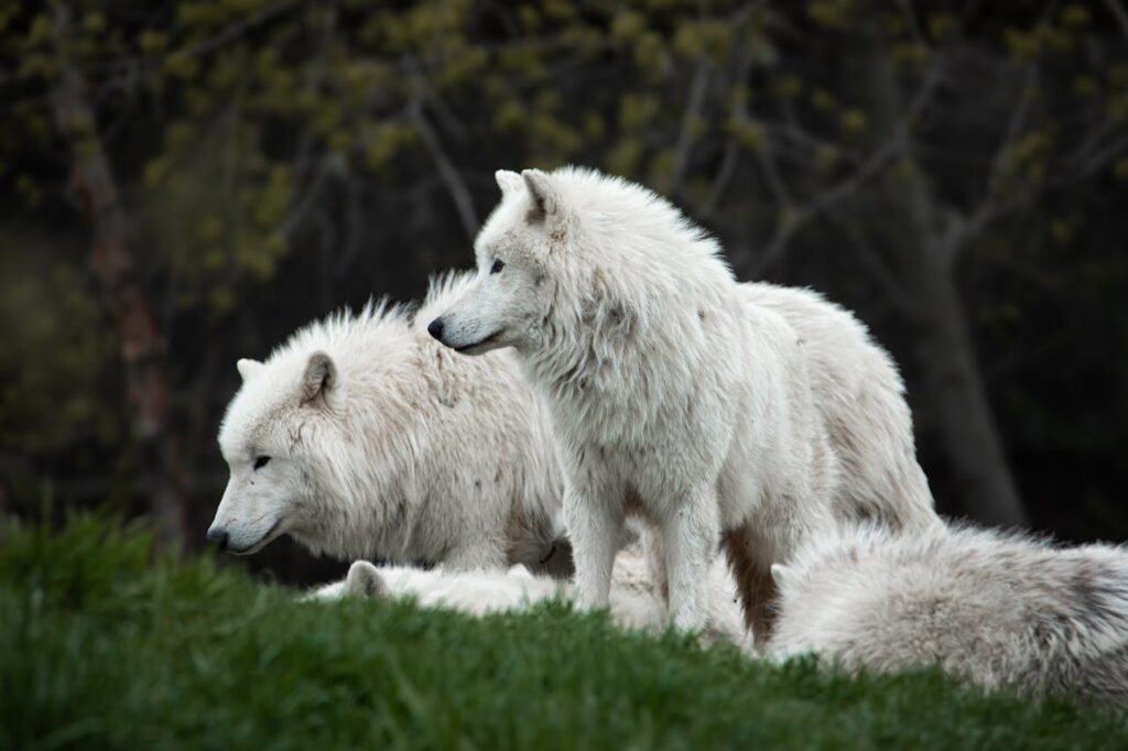 White Wolves in a Forest